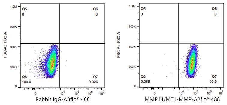 MMP-14/MT1-MMP Antibody (6T7L3)