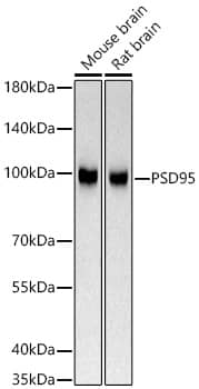 PSD-95 Antibody (0M7N4)