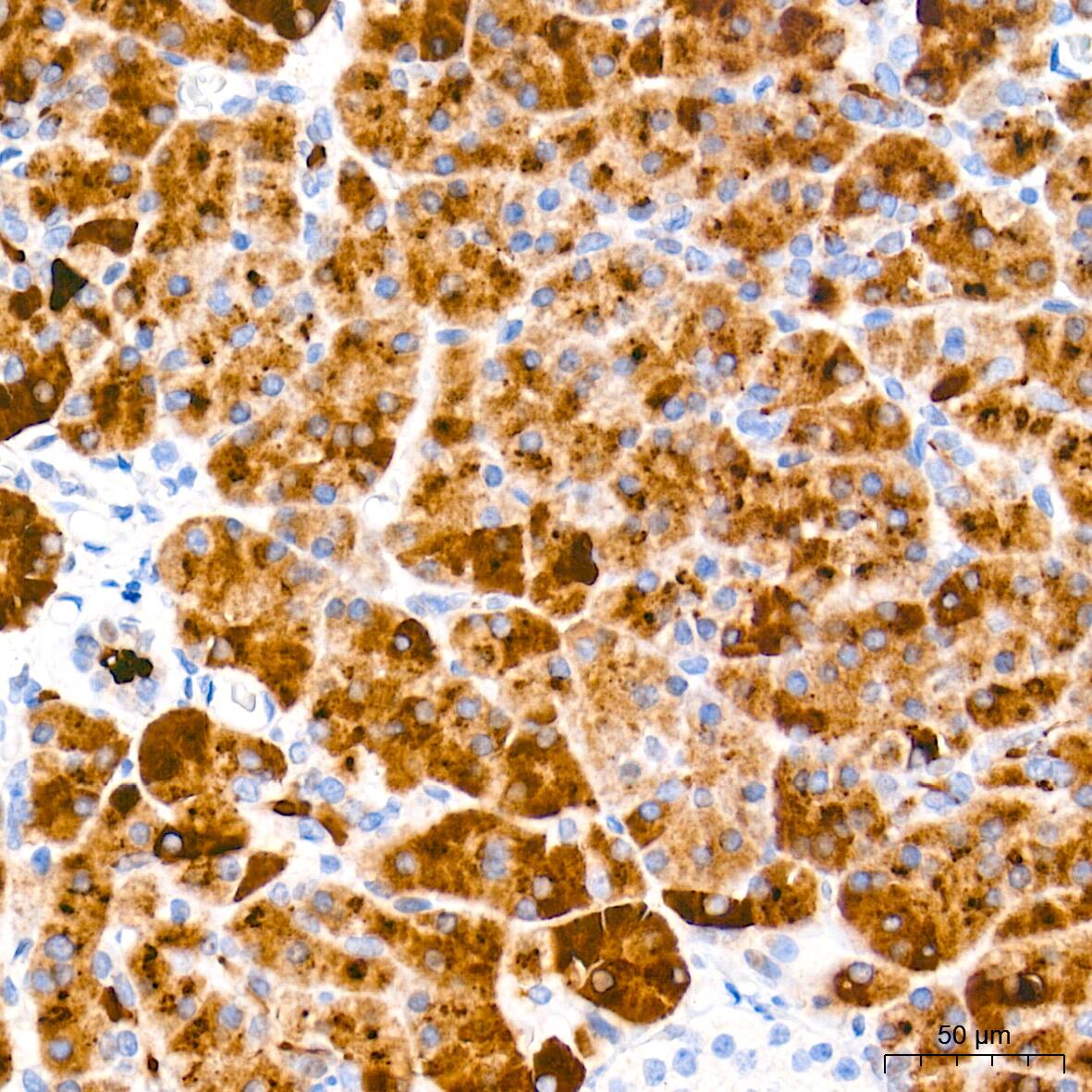 MKP-3/DUSP6 Antibody (1V5L10)