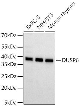 MKP-3/DUSP6 Antibody (1V5L10)