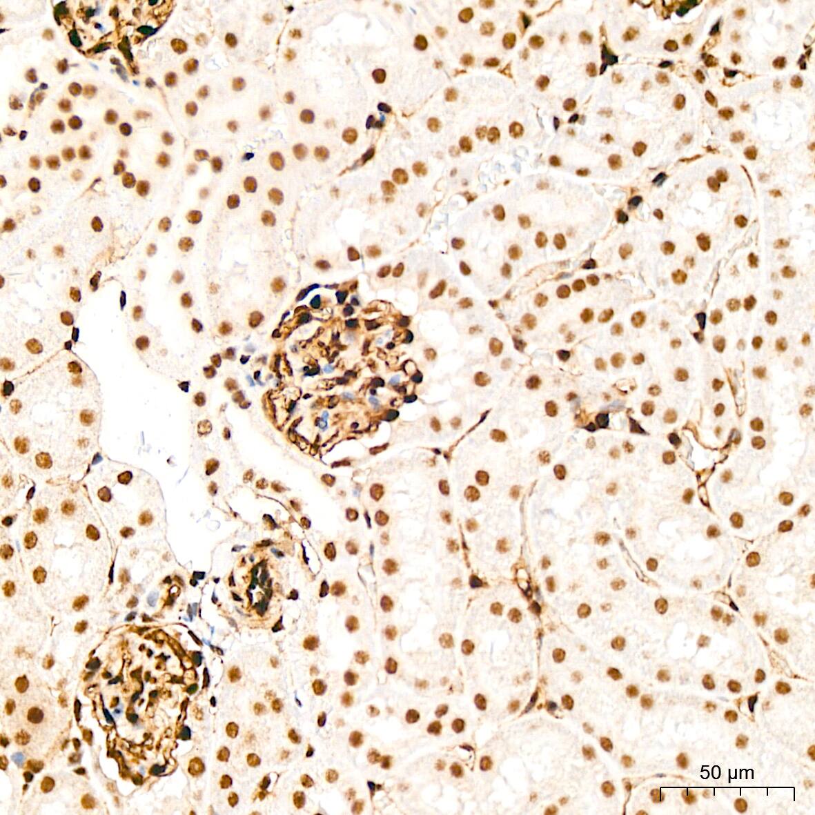 QKI/Quaking Antibody (1D1N6)