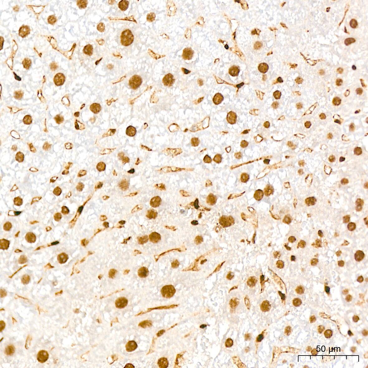 QKI/Quaking Antibody (1D1N6)