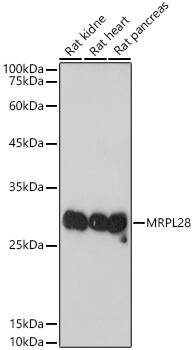 MRPL28 Antibody (3B9F2)