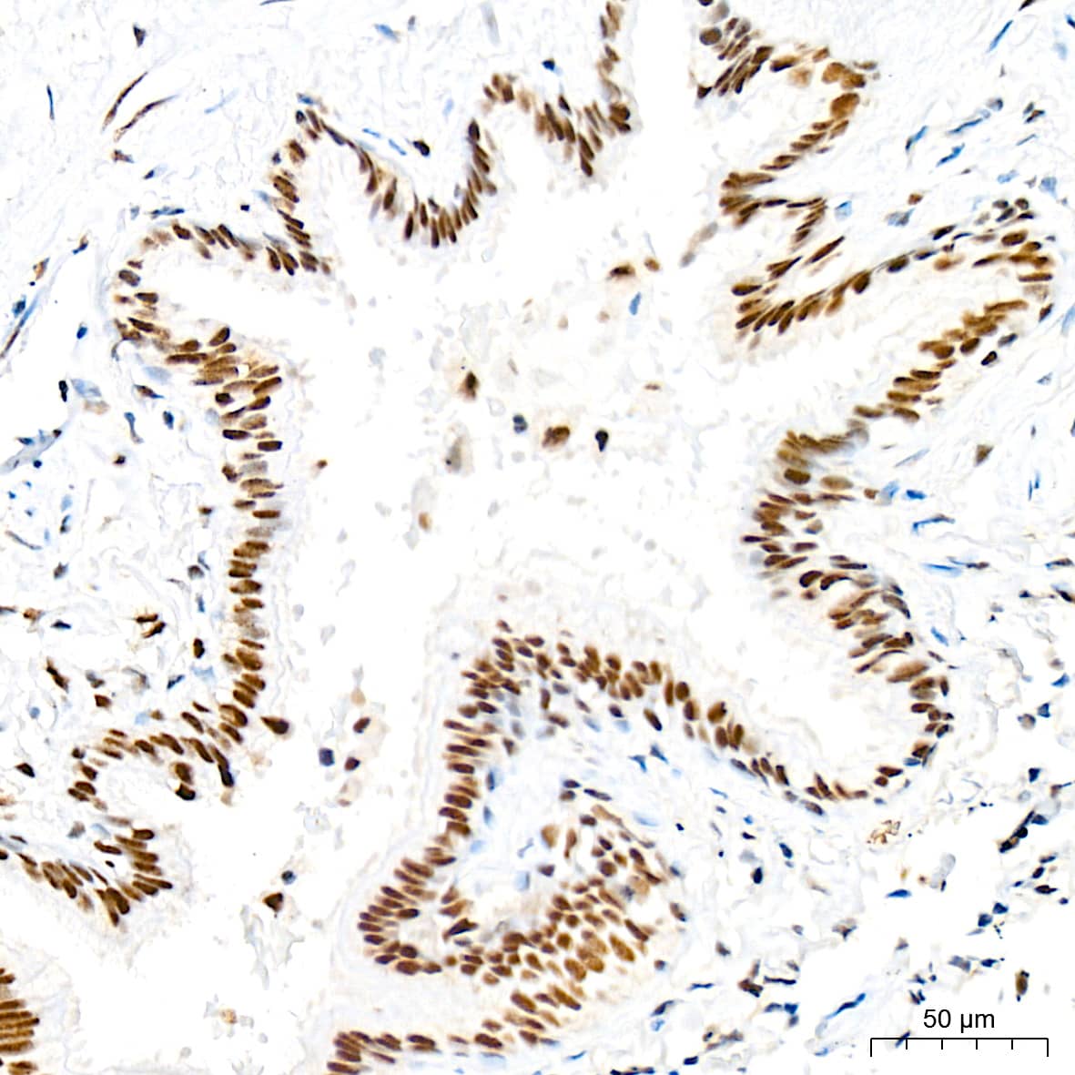 RAP30 Antibody (3T7Q9)