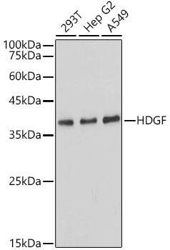 HDGF Antibody (5U7A7)