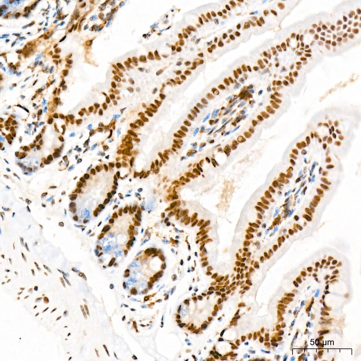 MED4 Antibody (8T5C9)