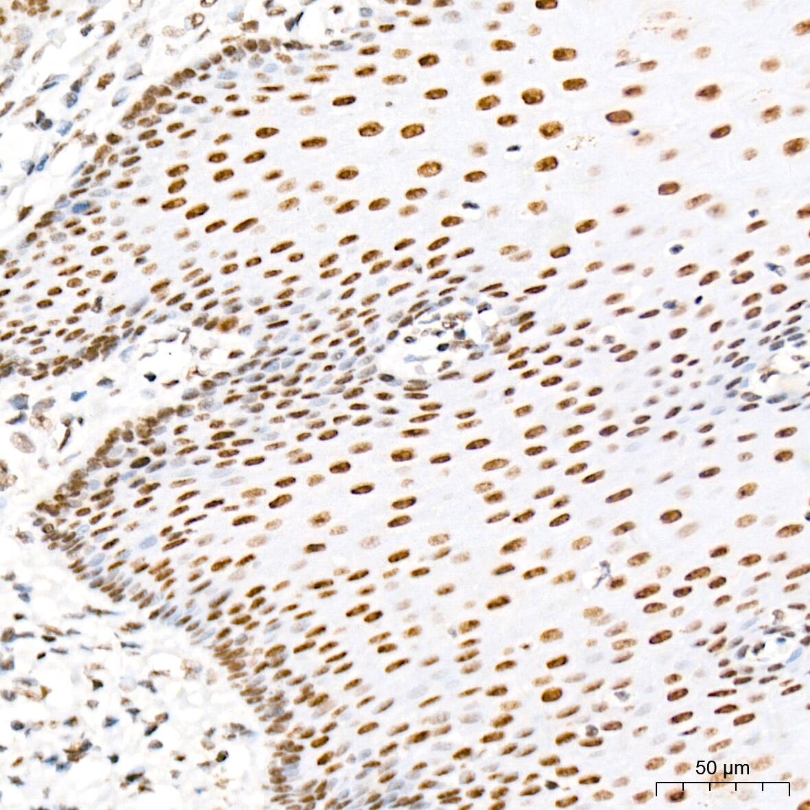 MED4 Antibody (8T5C9)