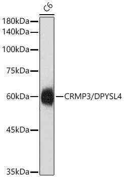 DPYSL4 Antibody (8N2S10)