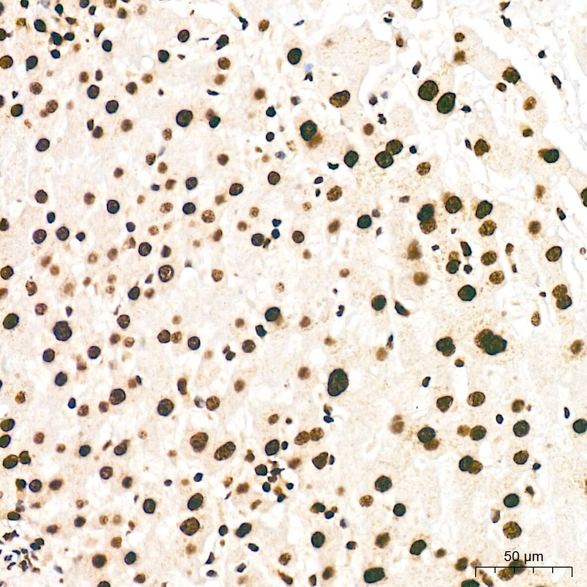 SNRPA1 Antibody (2D7M1)