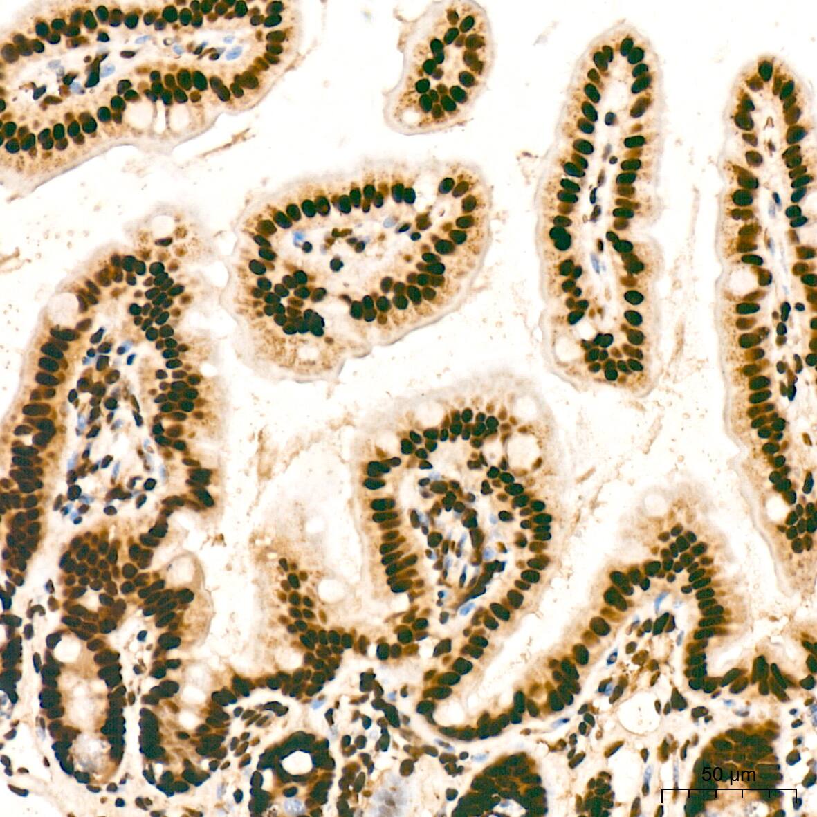 SNRPA1 Antibody (2D7M1)
