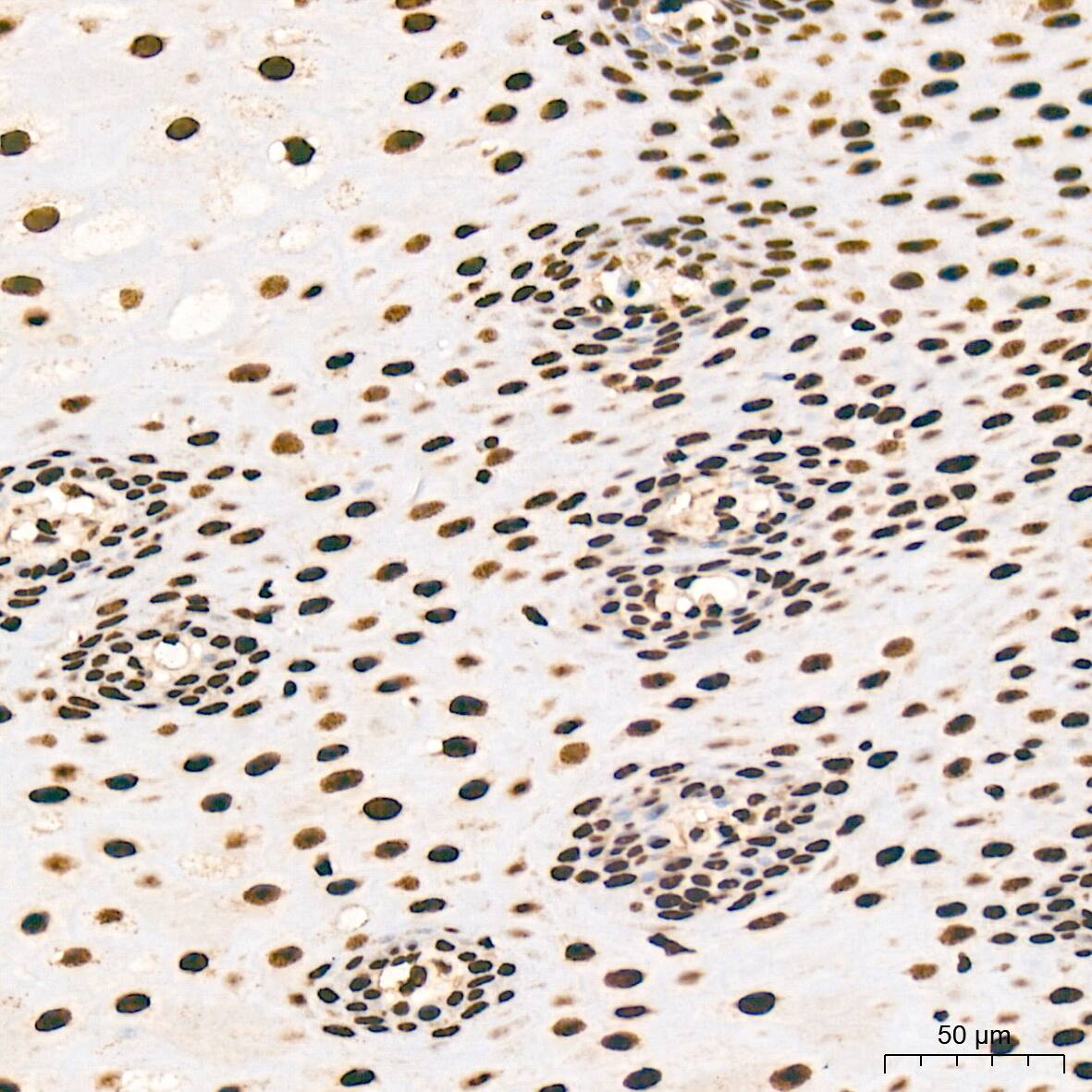 SNRPA1 Antibody (2D7M1)