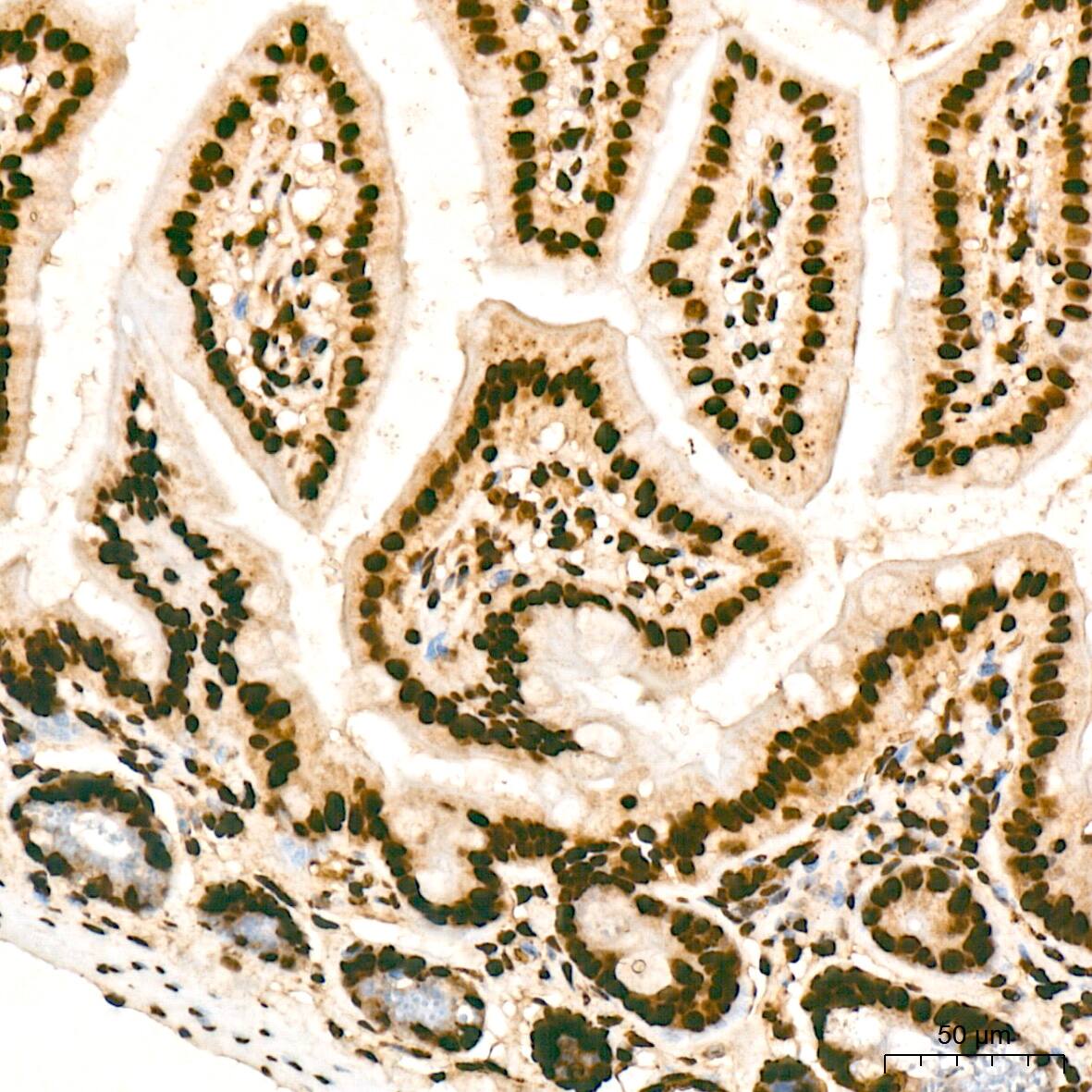 SNRPA1 Antibody (2D7M1)