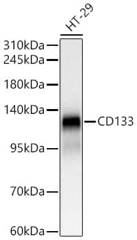 CD133 Antibody (3Y4A5)