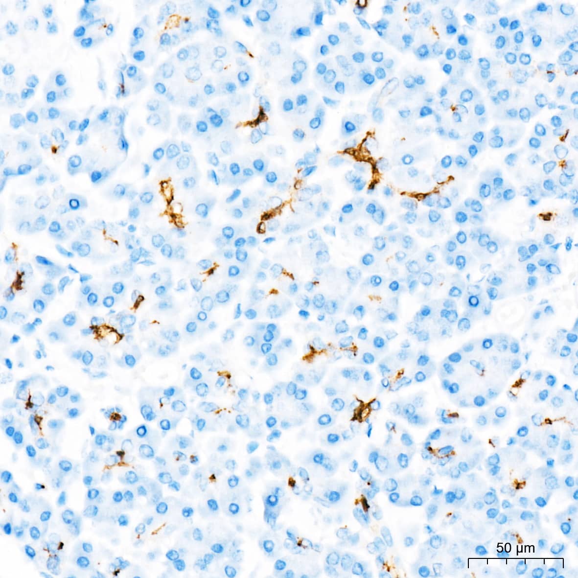 CD133 Antibody (3Y4A5)