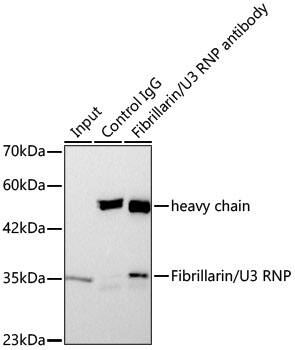 Fibrillarin Antibody (9J5O2)