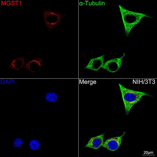Microsomal Glutathione S-transferase 1 Antibody (6A0S5)