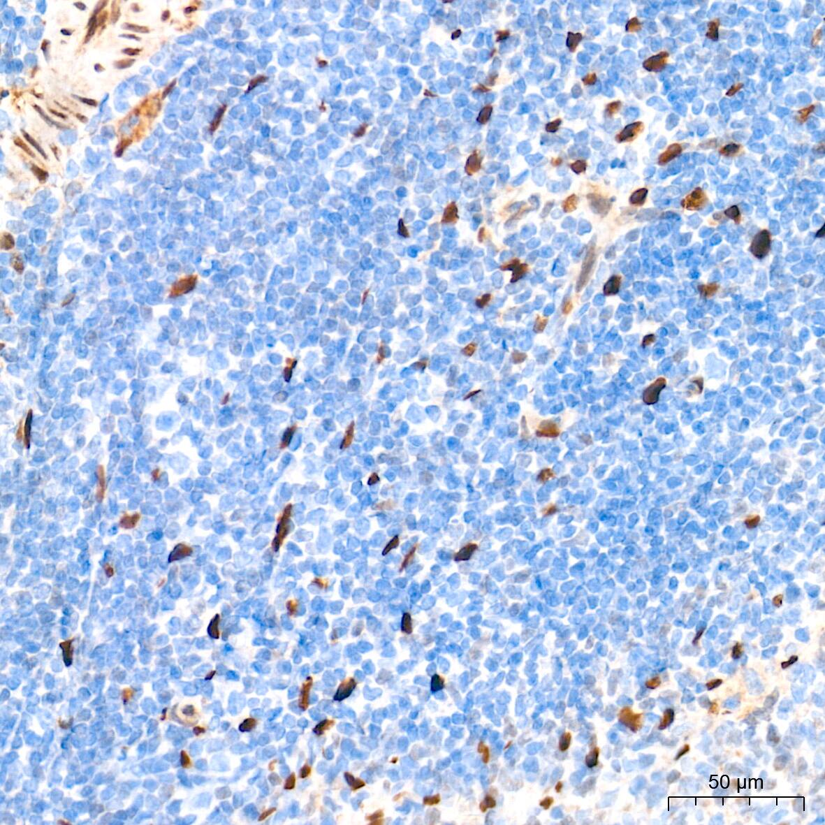 HES-1 Antibody (9I2E8)