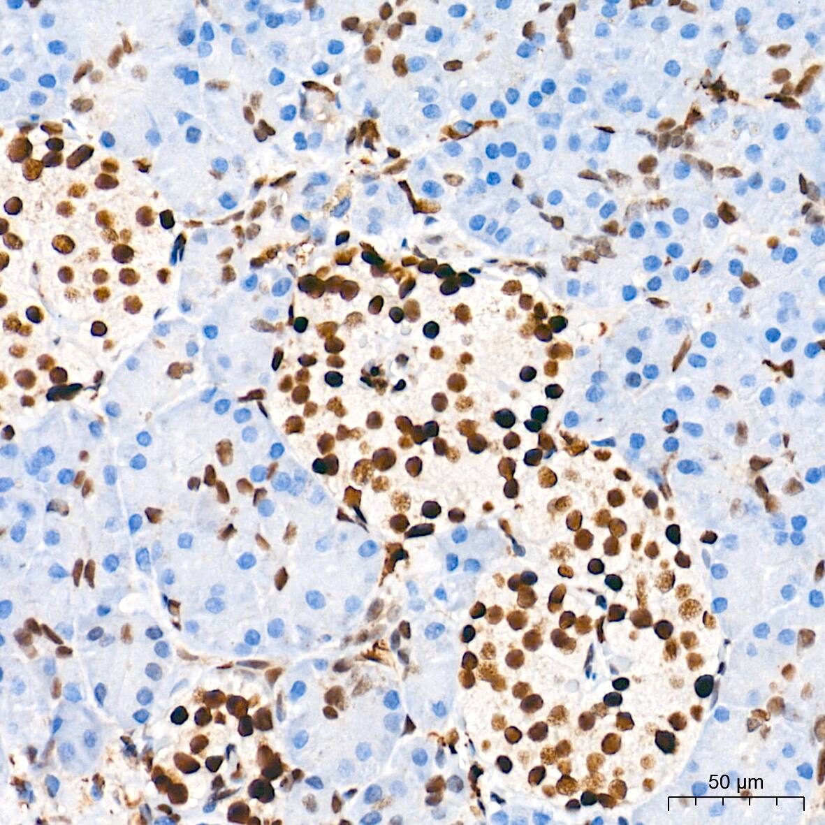 HES-1 Antibody (9I2E8)