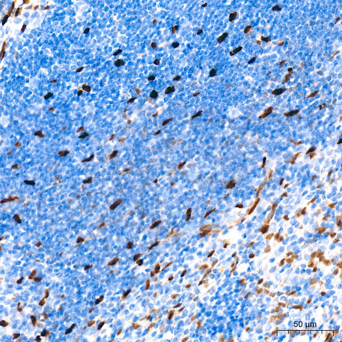 HES-1 Antibody (9I2E8)