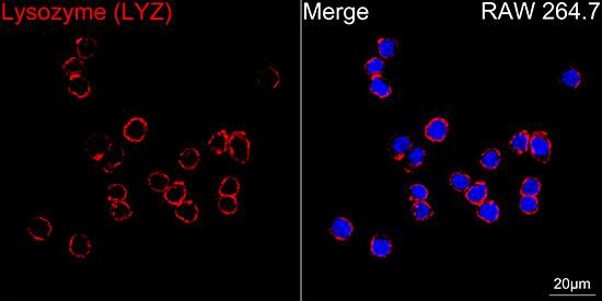 Lysozyme Antibody (2Y5E4)
