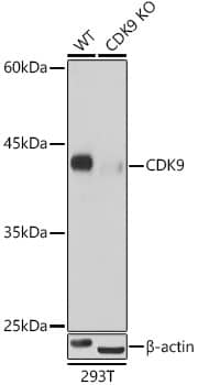 Cdk9 Antibody (1C4E3)