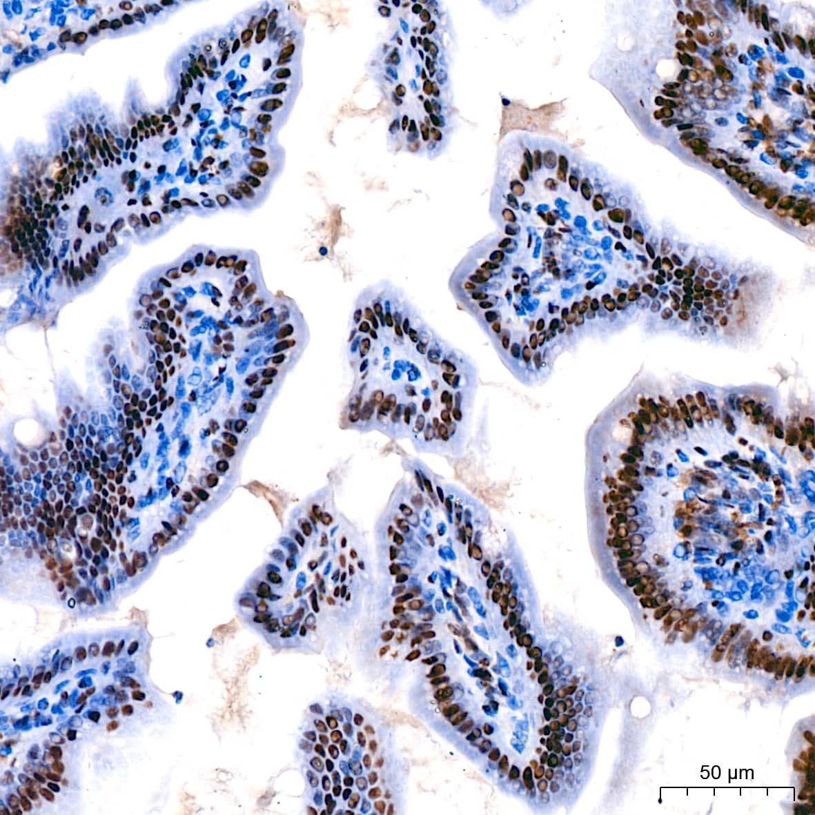 Cdk9 Antibody (1C4E3)