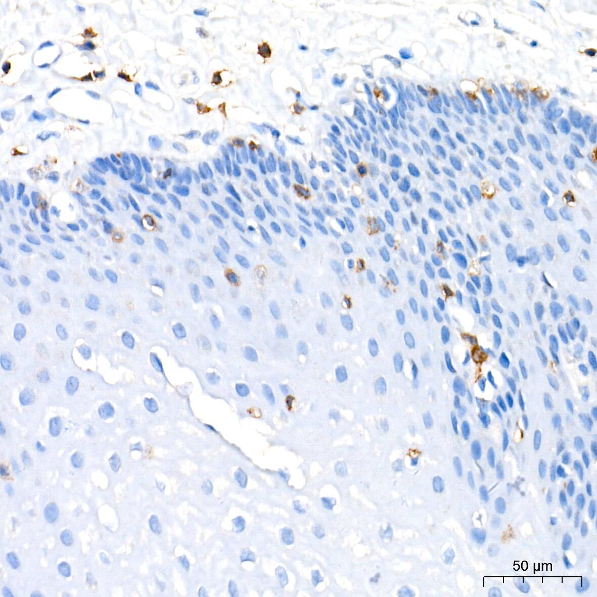 CD3 zeta Antibody (1T5R7)