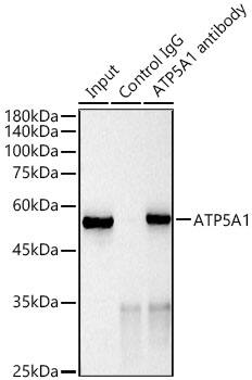 ATP5A Antibody (6M3B8)