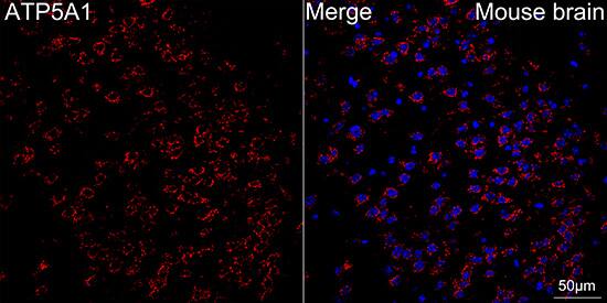 ATP5A Antibody (6M3B8)