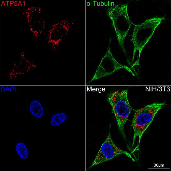 ATP5A Antibody (6M3B8)