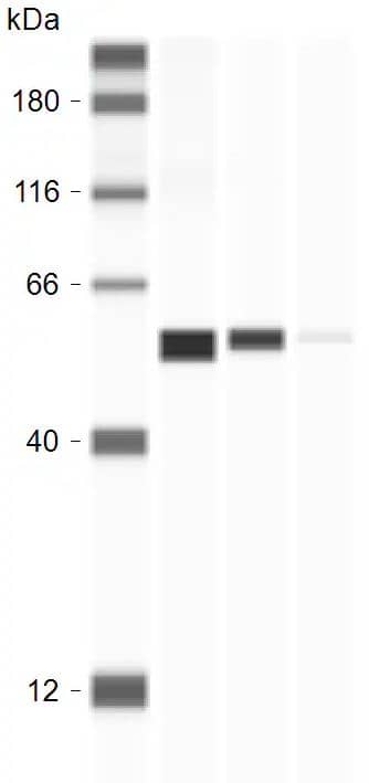 ATP5A Antibody (6M3B8)