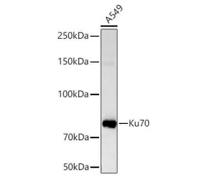 Ku70/XRCC6 Antibody (8L6B6)