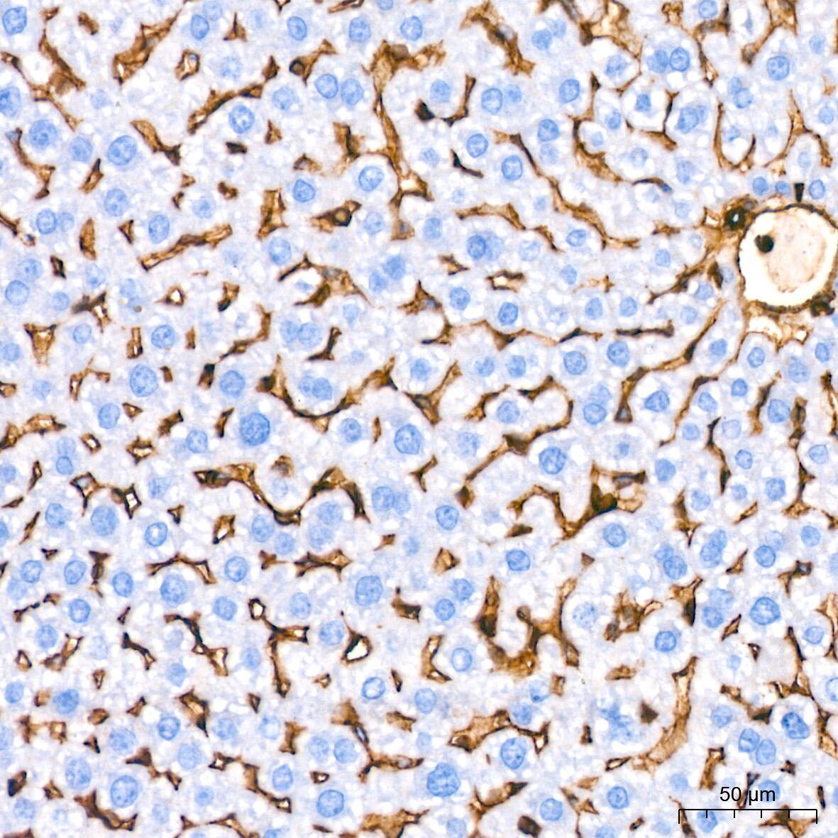 Annexin A2 Antibody (1W2B5)