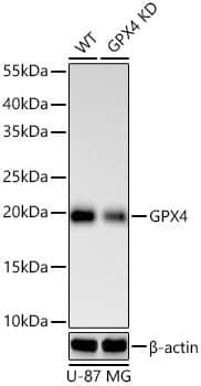 Glutathione Peroxidase 4/GPX4 Antibody (7O4Q9)
