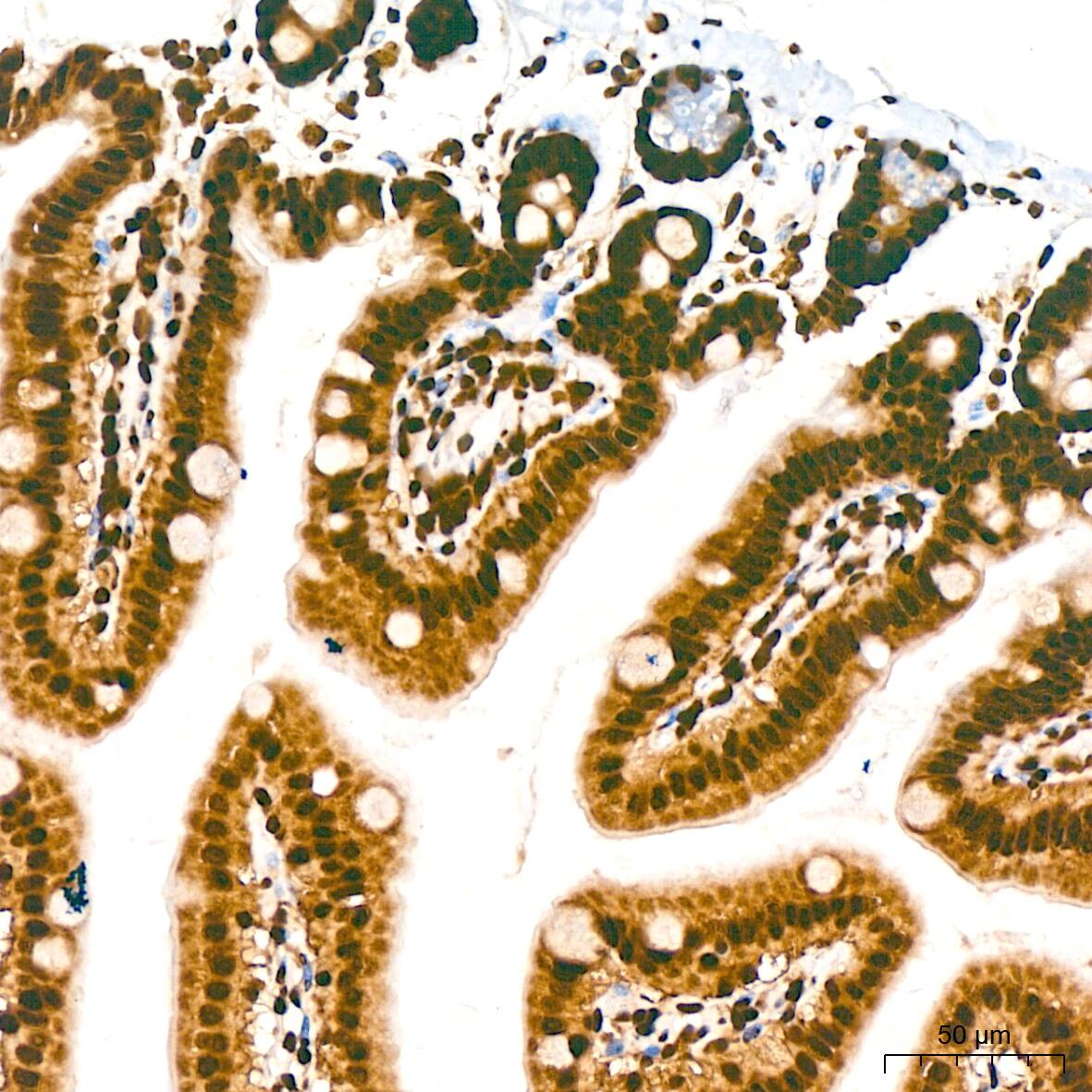 DDX5 Antibody (1K6X10)