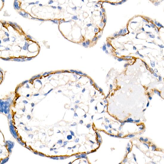 p120-catenin Antibody (5N7Z0)