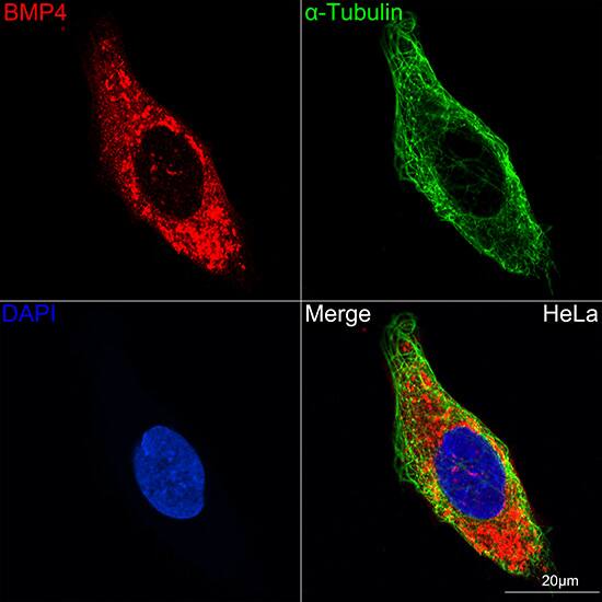 BMP-4 Antibody (7Q2U7)