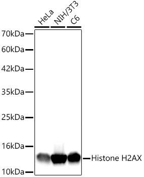 Histone H2AX Antibody (4Z3S8)