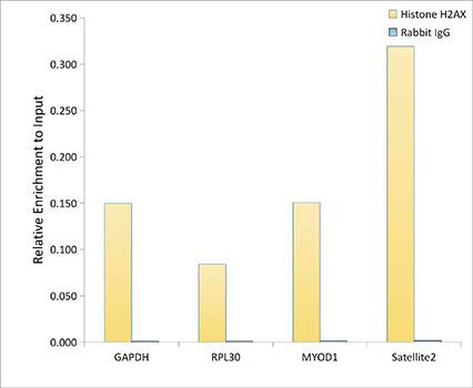 Histone H2AX Antibody (4Z3S8)