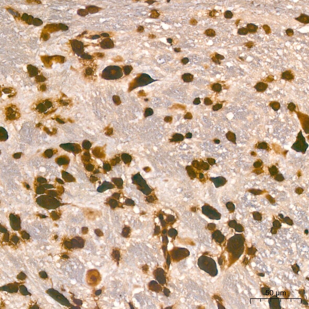 Histone H2AX Antibody (4Z3S8) (NBP3-15378) by Novus, Part of