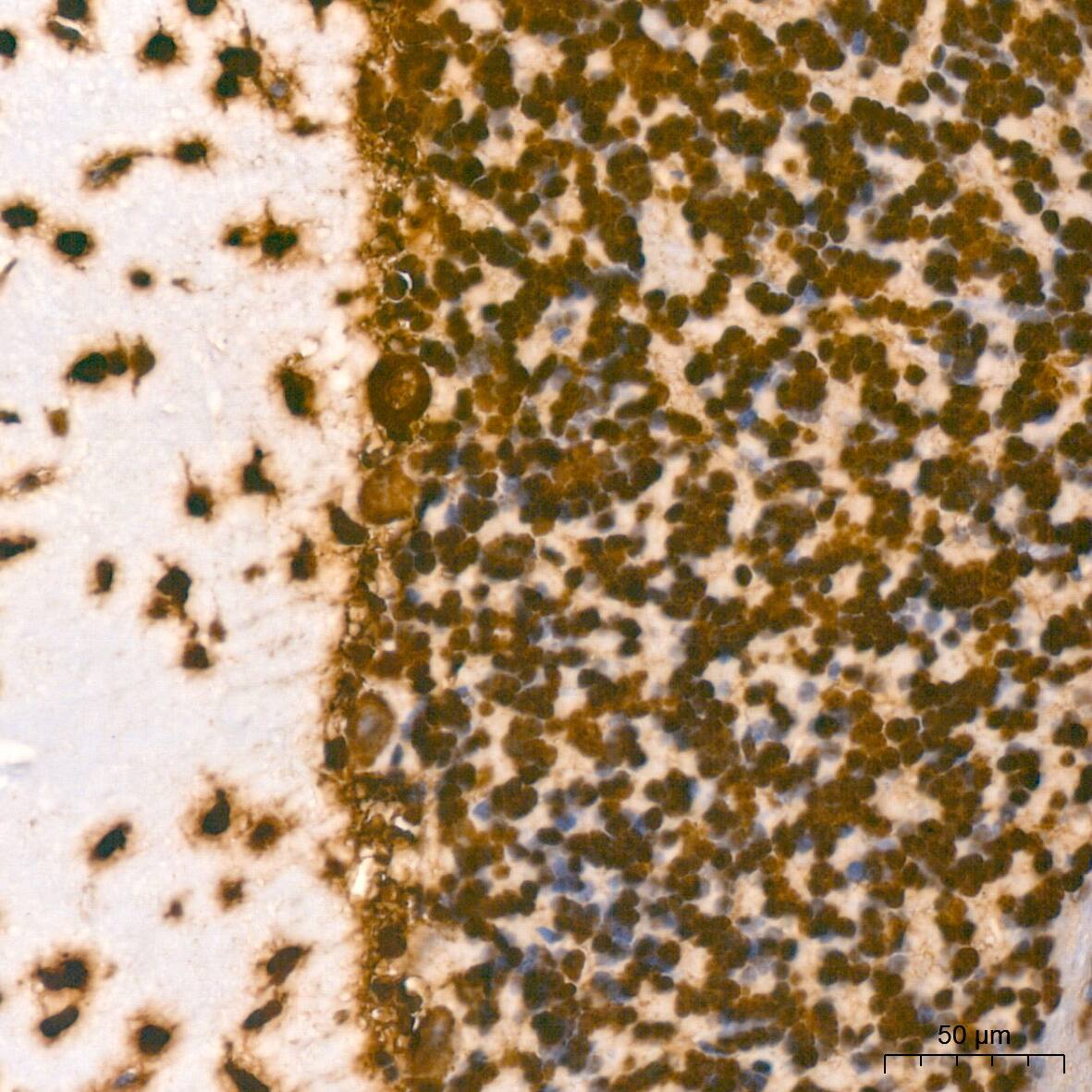 Histone H2AX Antibody (4Z3S8)