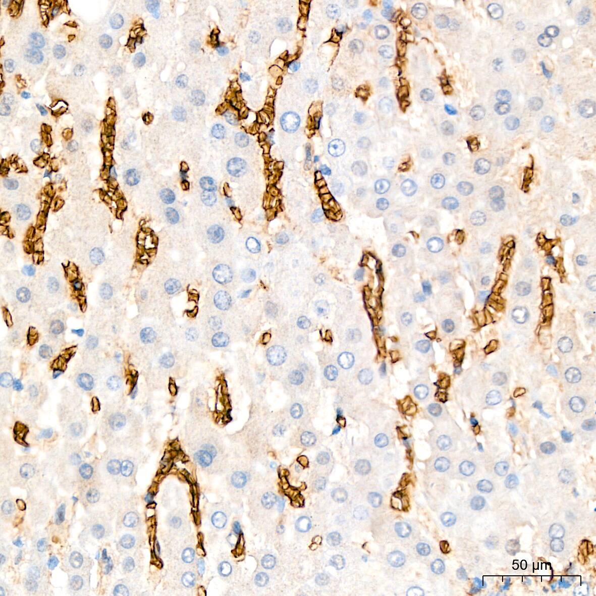 Glycophorin C Antibody (9K8U2)
