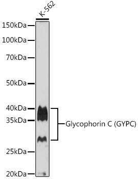 Glycophorin C Antibody (9K8U2)