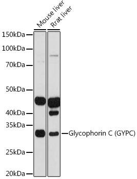 Glycophorin C Antibody (9K8U2)