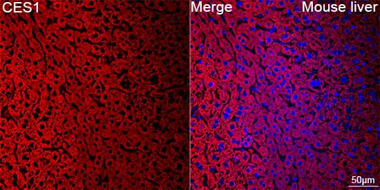 Carboxylesterase 1/CES1 Antibody (7C9R6)