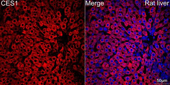 Carboxylesterase 1/CES1 Antibody (7C9R6)
