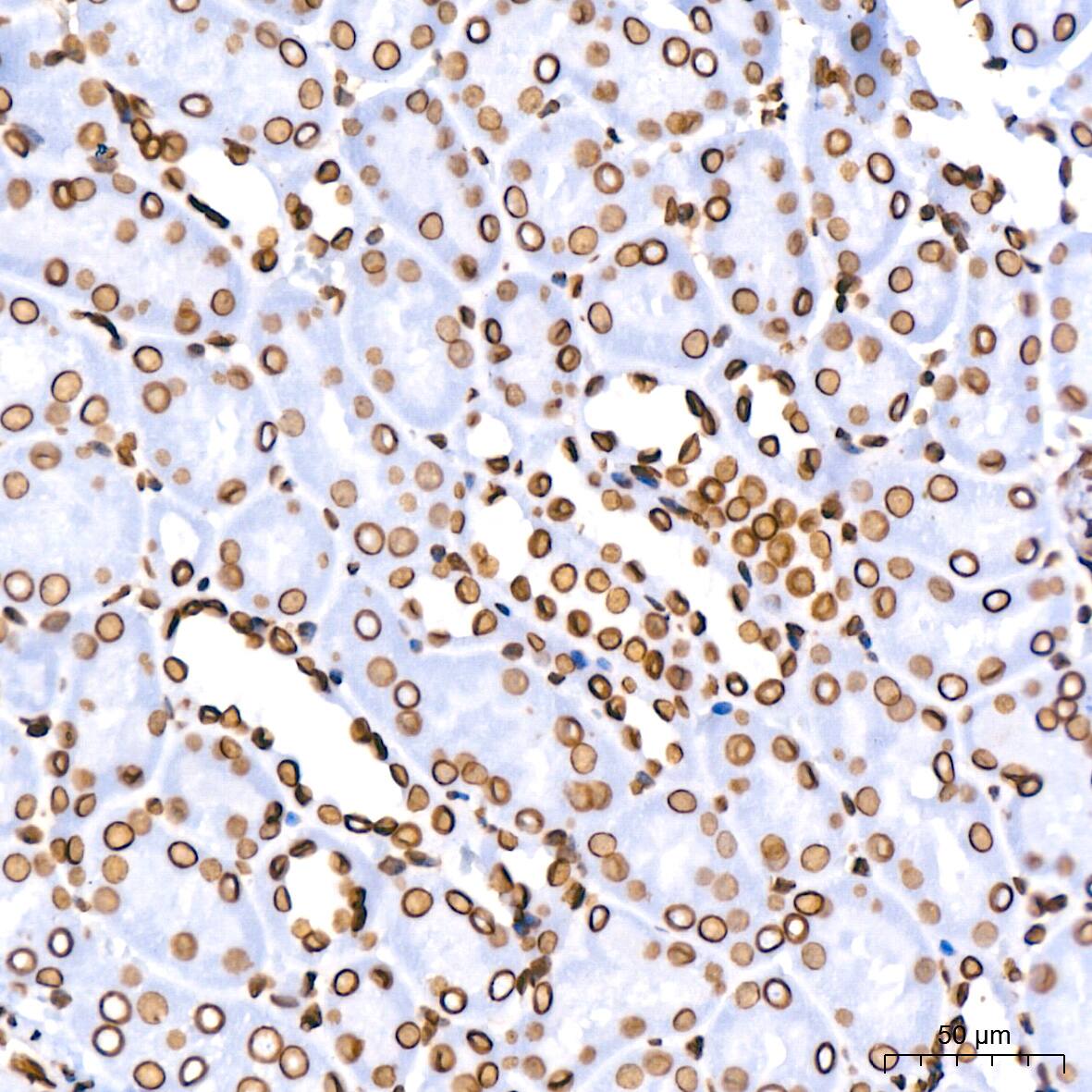 Lamin B1 Antibody (5H8V8)