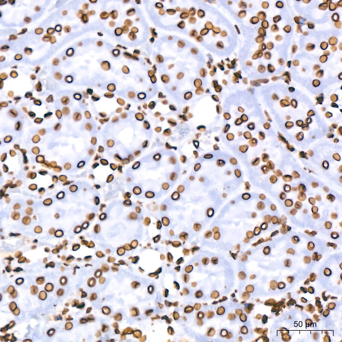 Lamin B1 Antibody (5H8V8)