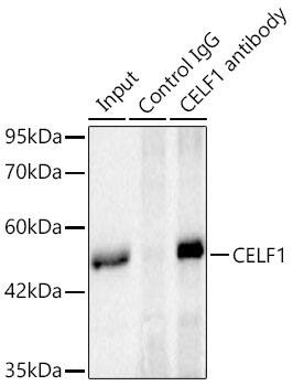 CUGBP1/CELF1 Antibody (2B2P2)