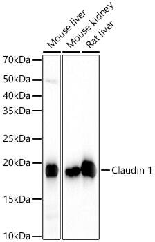 Claudin-1 Antibody (1F8U5)